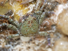 Petrocheles australiensis