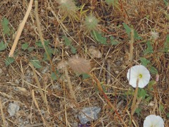 Trifolium angustifolium
