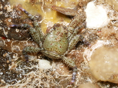 Petrocheles australiensis