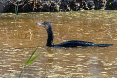Phalacrocorax carbo