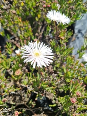 Lampranthus blandus