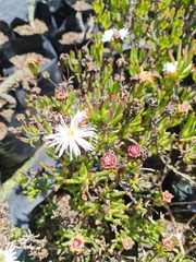 Lampranthus blandus
