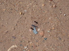 Brachythemis leucosticta