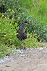Gallirallus philippensis mellori