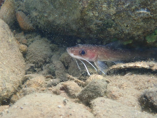 Spatelbaard-meerval (Phyllonemus typus) — Claroteidae — 2