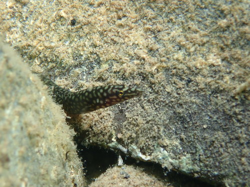 Whitespotted spiny eel (Mastacembelus albomaculatus) — Mastacembelidae — 5