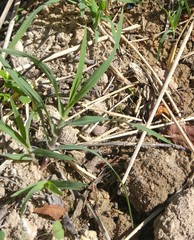 Poaceae