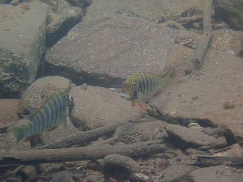 Simochromis diagramma