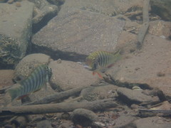 Simochromis diagramma