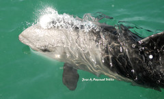 Cephalorhynchus heavisidii