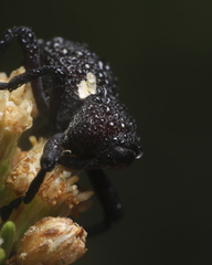 Rhyephenes