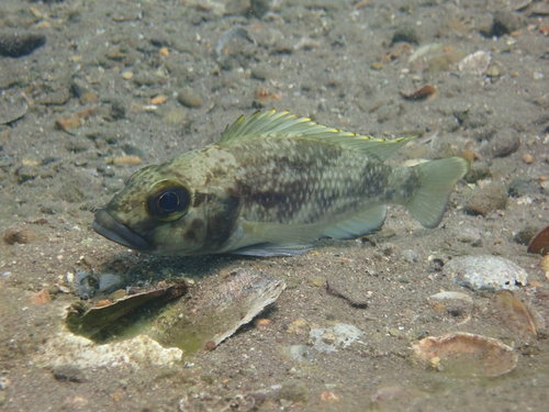 Lemaire's lamprologus (Lamprologus lemairii) — Cichlidae — 4