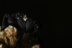 Rhyephenes