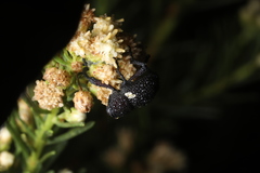 Rhyephenes