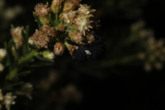 Rhyephenes