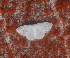 Teldenia specca