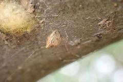 Chrysso lingchuanensis