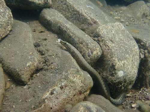 Spiny eel (Mastacembelus moorii) — Mastacembelidae — 4