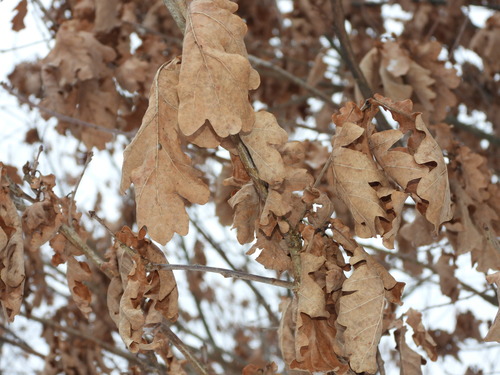 Paprastasis ąžuolas