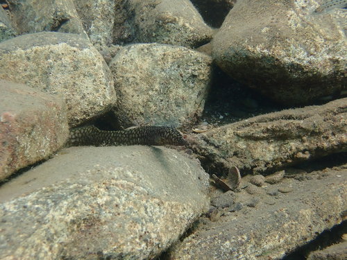 Whitespotted spiny eel (Mastacembelus albomaculatus) — Mastacembelidae — 3