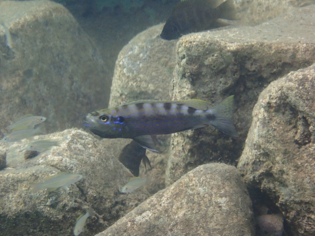 Scale-eating cichlid (Perissodus microlepis) — Cichlidae