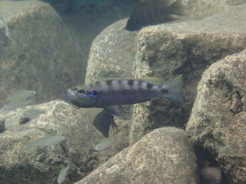 Schubeter-cichlide (Perissodus microlepis) — Cichlidae
