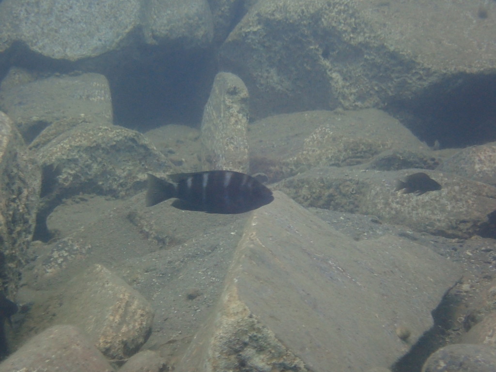 Straelens schubbeneter (Plecodus straeleni) — Cichlidae