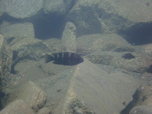 Plecodus straeleni