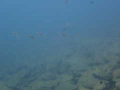Haplotaxodon microlepis
