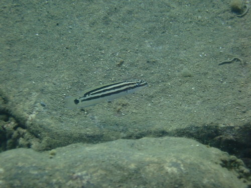 Julidochromis ornatus