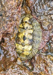 Acanthopleura gemmata