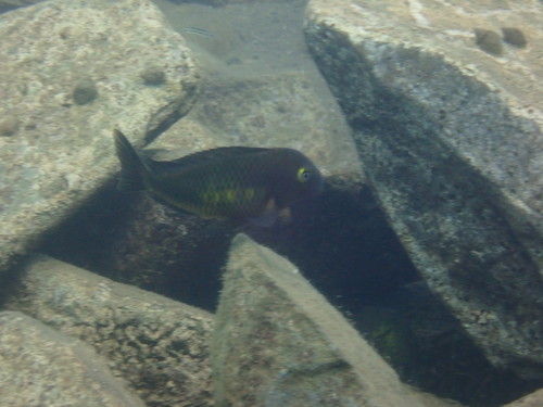 Blunthead cichlid (Tropheus moorii) — Cichlidae — 5