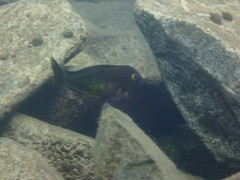 Tropheus moorii