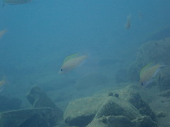 Neolamprologus caudopunctatus