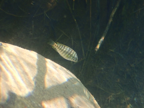 Petrochromis polyodon