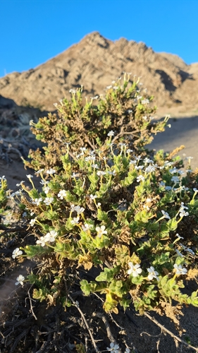 Image of Jamesbrittenia maxii by (c) Petra Holland, some rights reserved (CC BY)
