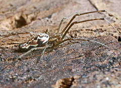 Tetragnatha dearmata