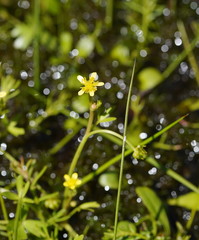 Ranunculus amphitrichus