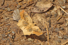 Ctenoptilum vasava
