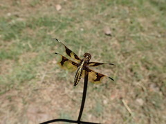 Palpopleura albifrons