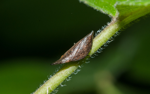 Philagra subrecta