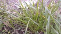 Poaceae