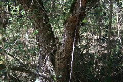 Apalis thoracica claudei