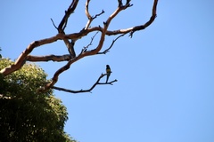 Barnardius zonarius zonarius