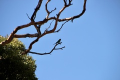 Barnardius zonarius zonarius