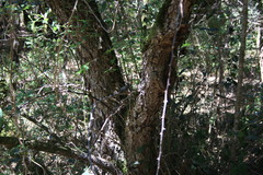 Apalis thoracica claudei
