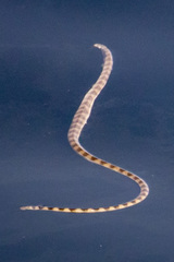Hydrophis lapemoides
