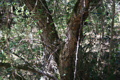 Apalis thoracica claudei