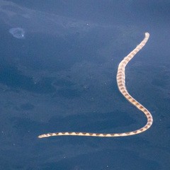 Hydrophis lapemoides