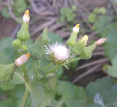 Sonchus oleraceus